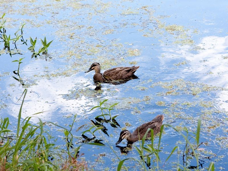 5/523 Gold Coast Hwy, Tugun QLD 4224