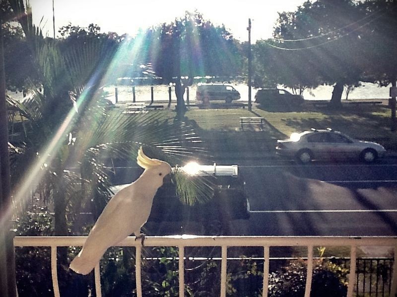 4/96 Duringan Street, Currumbin QLD 4223