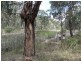 33 Veldens Road, Toorloo Arm VIC 3909