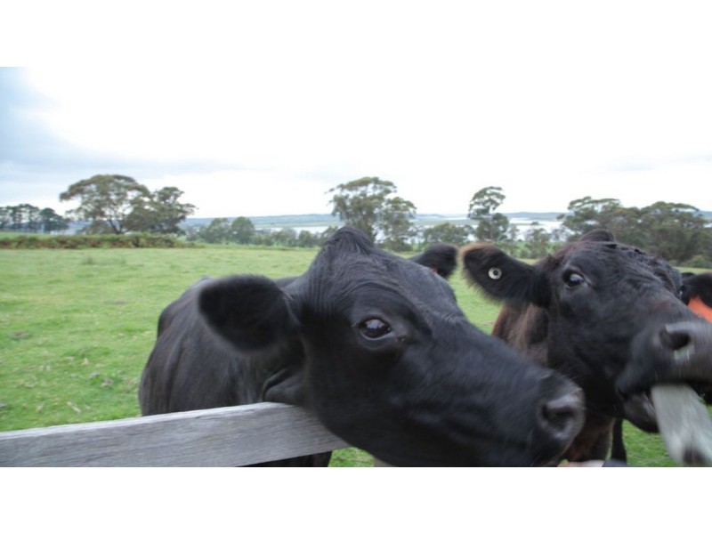 392 Lake Road, Newmerella VIC 3886