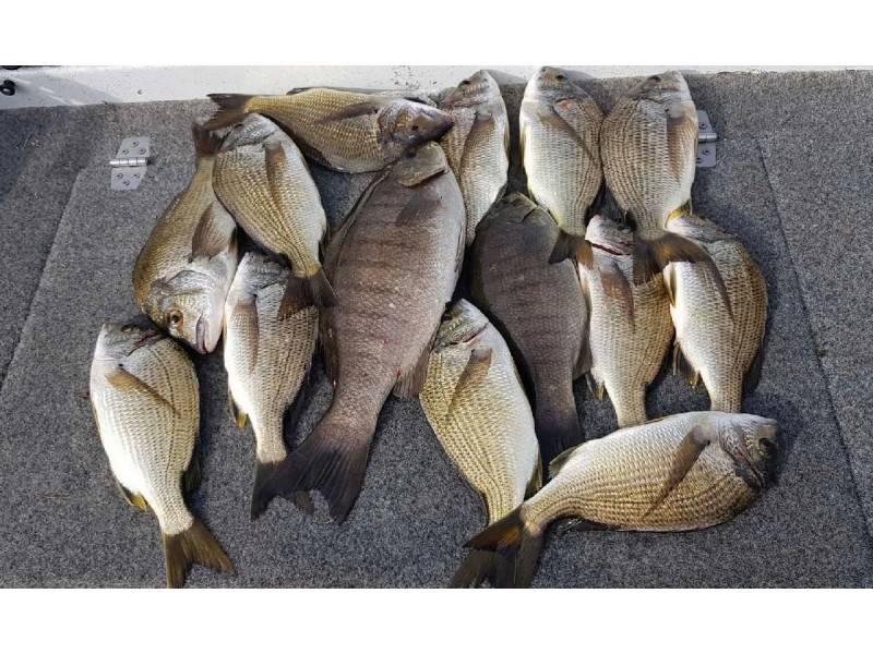 93 Syndenham Parade, Bemm River VIC 3889