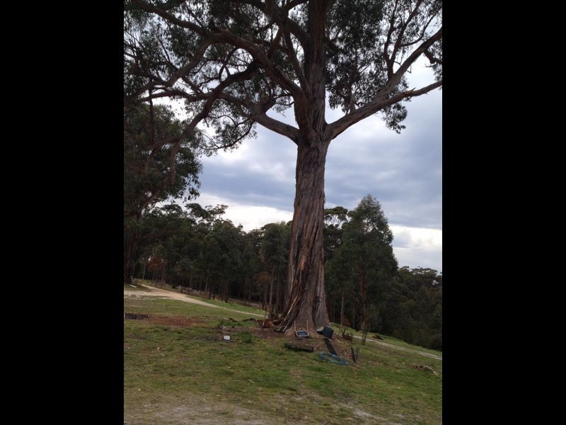 300 Tamboon Road, Cann River VIC 3890