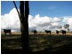 LOT 9 Clintara Crescent, Razorback NSW 2571
