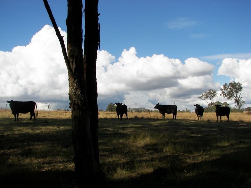 LOT 9 Clintara Crescent, Razorback NSW 2571