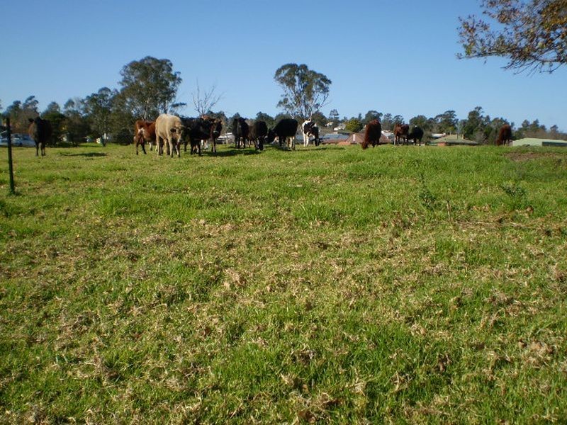 55 MARY STREET, The Oaks NSW 2570