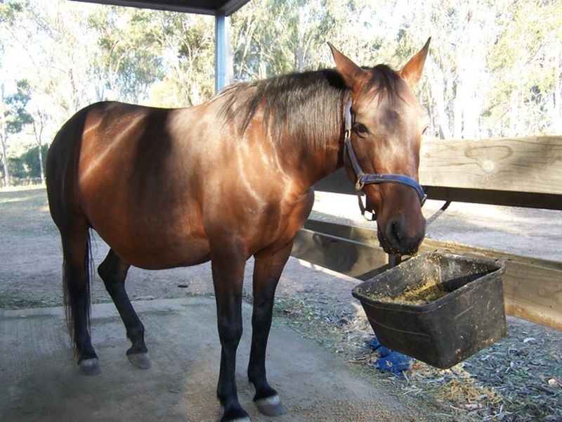 3 Laurel Rd, Blenheim QLD 4341