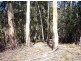 19 Camms Road, Bonang VIC 3888
