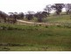 ‘Shandon’/893 Old Bega Road, Nimmitabel NSW 2631