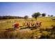‘Shandon’/893 Old Bega Road, Nimmitabel NSW 2631