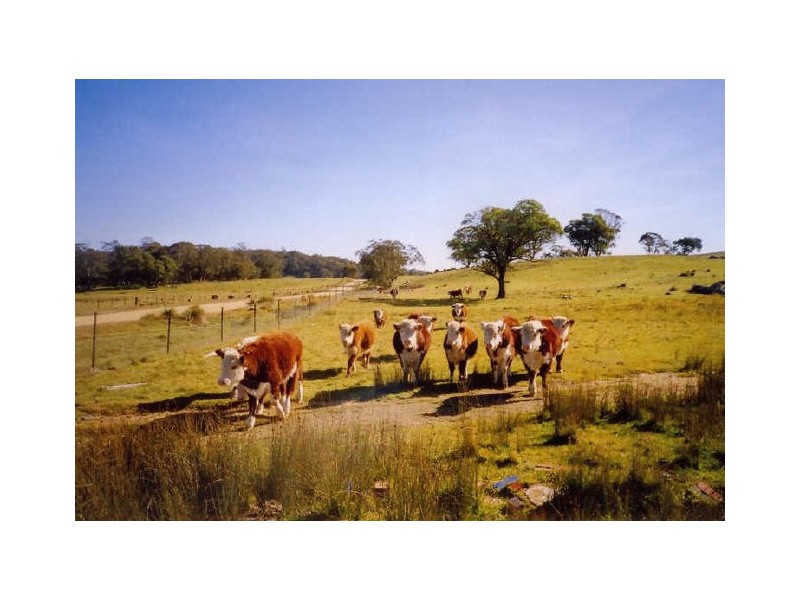‘Shandon’/893 Old Bega Road, Nimmitabel NSW 2631