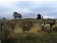Lot 4 Otway And Lucan Street Cnr, Nimmitabel NSW 2631