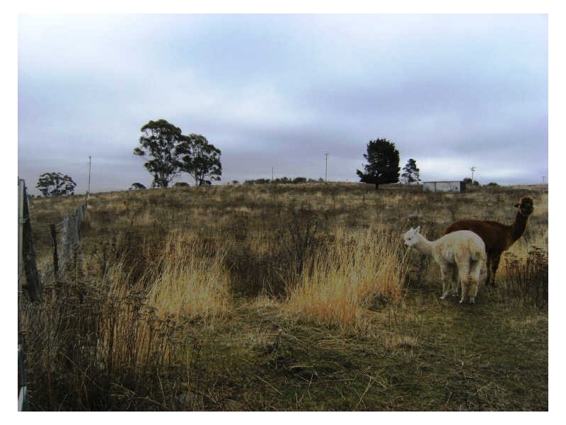 Lot 4 Otway And Lucan Street Cnr, Nimmitabel NSW 2631