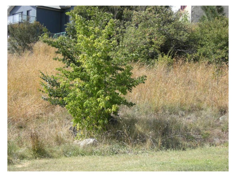 Lot 68 Denison Street, Cooma NSW 2630