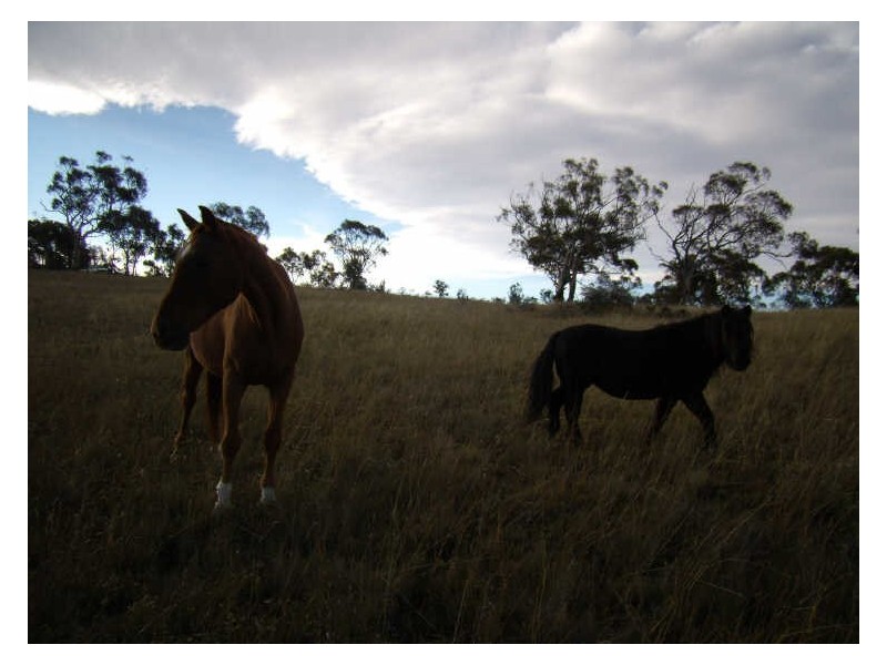 Lot 5 Dry Plains Road, Cooma NSW 2630