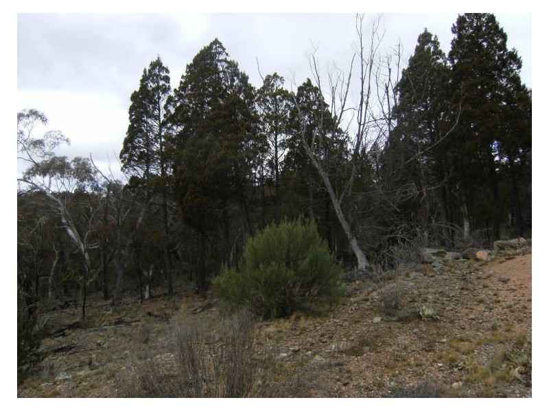 Lot 5 Woodlands Drive, Adaminaby NSW 2629