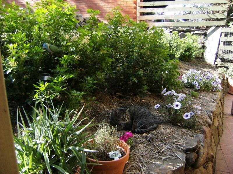 21 Bligh Street, Cooma NSW 2630