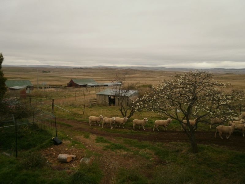 Carinya Co Nitholm Rd, Cooma NSW 2630