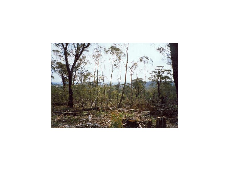 Lot 146 Newline Road, Nimmitabel NSW 2631