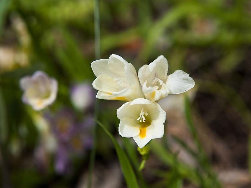 27 Hope Crescent, Lesmurdie WA 6076