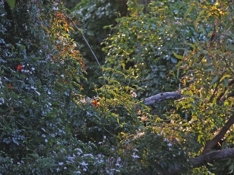 20 Francis Road, Kalamunda WA 6076