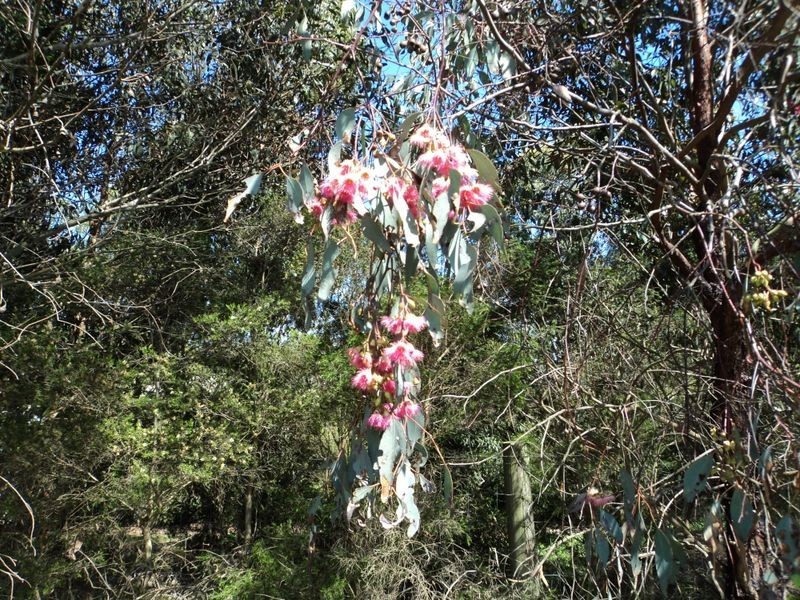 6 Ormsby Grove, Wonthaggi VIC 3995