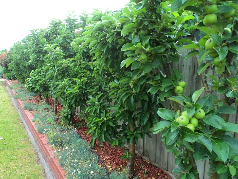 11 Oxford Way, Wonthaggi VIC 3995
