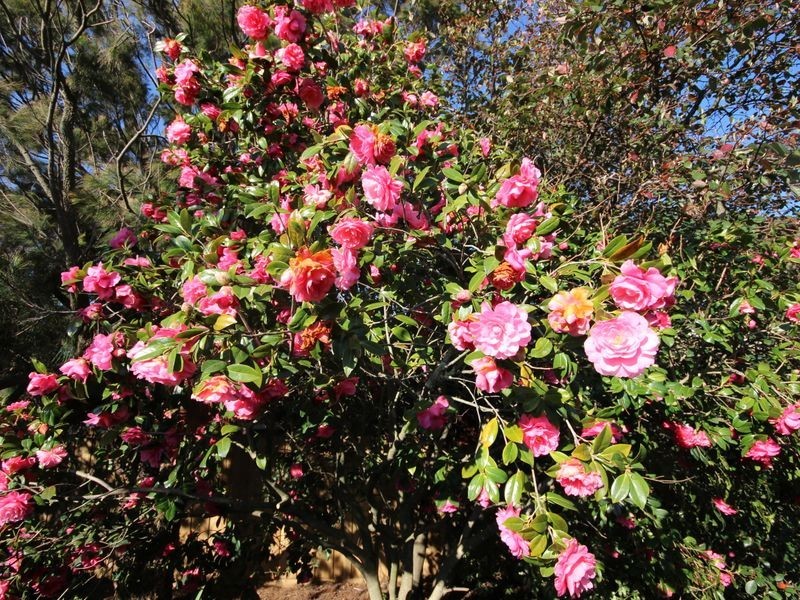 115 Hagelthorn Street, Wonthaggi VIC 3995