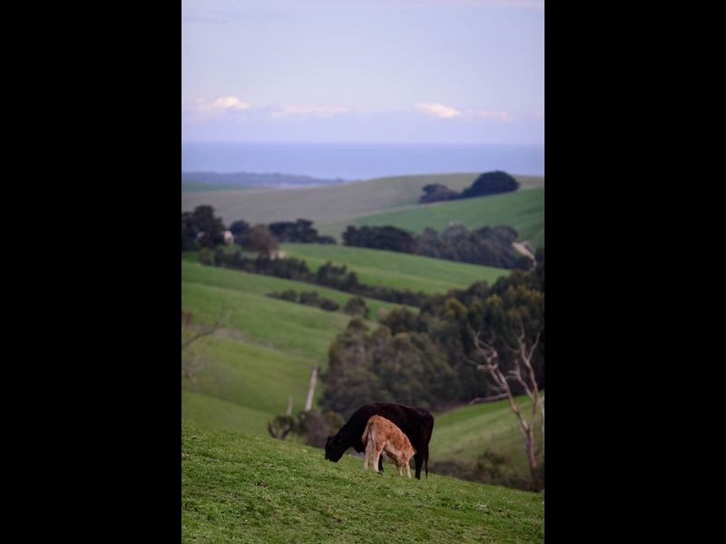 1 Trew Road, Woolamai VIC 3995