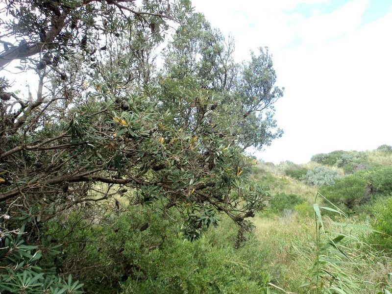 Harmers Haven VIC 3995