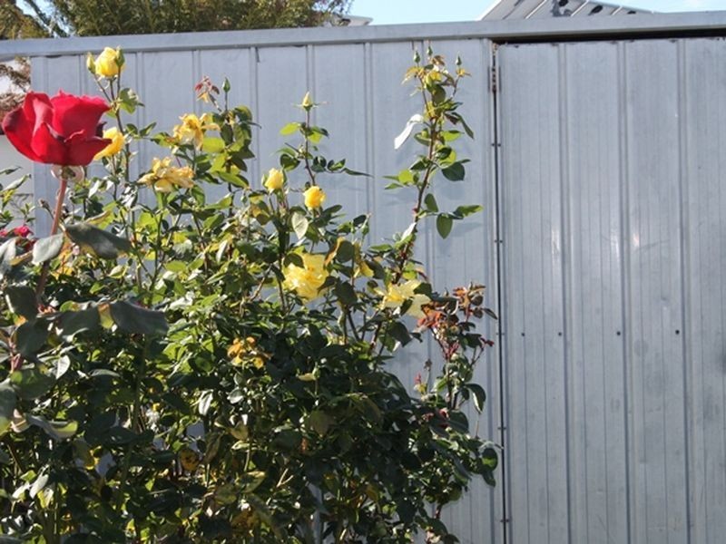 16 Wentworth Road, Wonthaggi VIC 3995