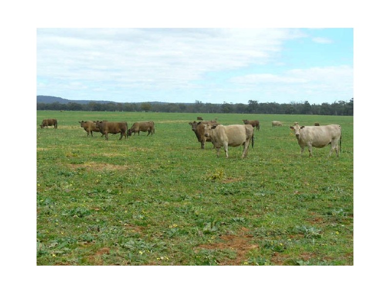 The Farm/158 Wongara Lane, Gooloogong NSW 2805