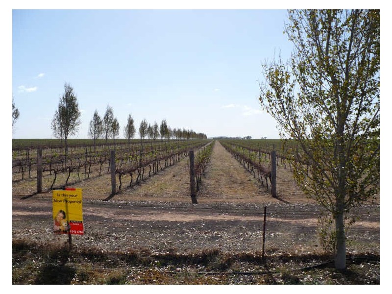 Troopers Vineyard/ Windowrie Road, Billimari NSW 2804