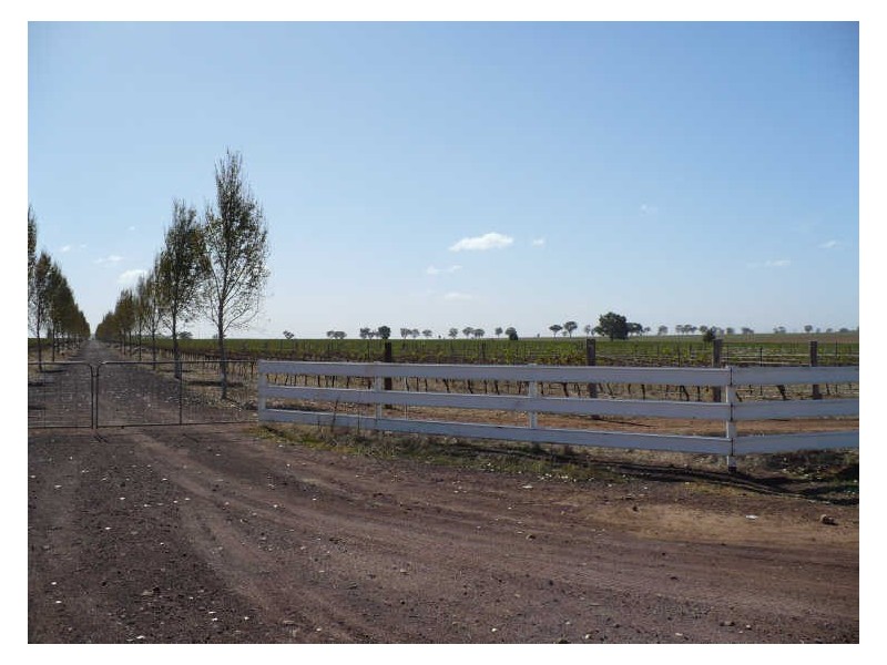 Troopers Vineyard/ Windowrie Road, Billimari NSW 2804