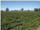 605 Mid Western Highway, Cowra NSW 2794