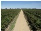 605 Mid Western Highway, Cowra NSW 2794