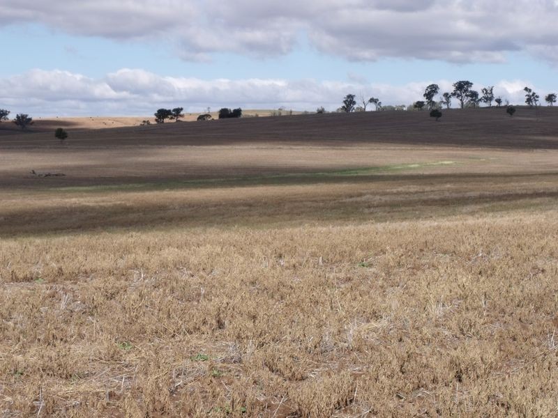 L 5 – 594 Pinemount Road, Cowra NSW 2794