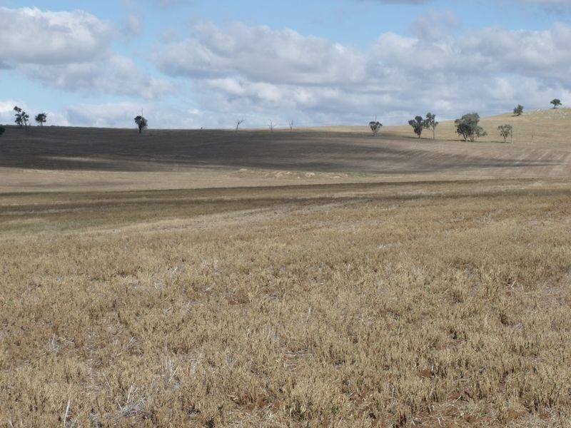 L 5 – 594 Pinemount Road, Cowra NSW 2794