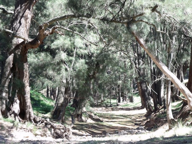 Larapinta  Tee Tree Road, Lyndhurst NSW 2797