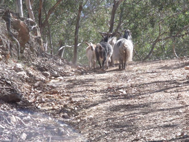Larapinta  Tee Tree Road, Lyndhurst NSW 2797