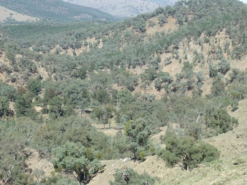 Larapinta  Tee Tree Road, Lyndhurst NSW 2797