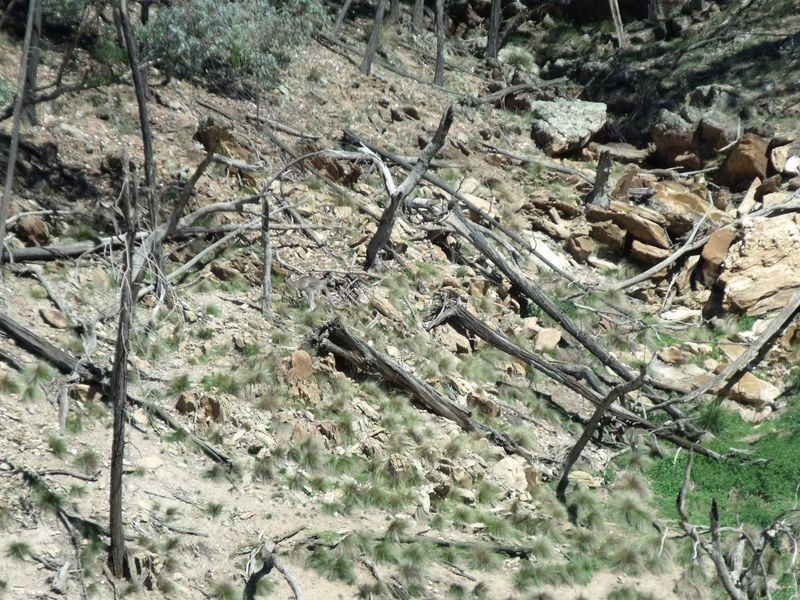 Larapinta  Tee Tree Road, Lyndhurst NSW 2797