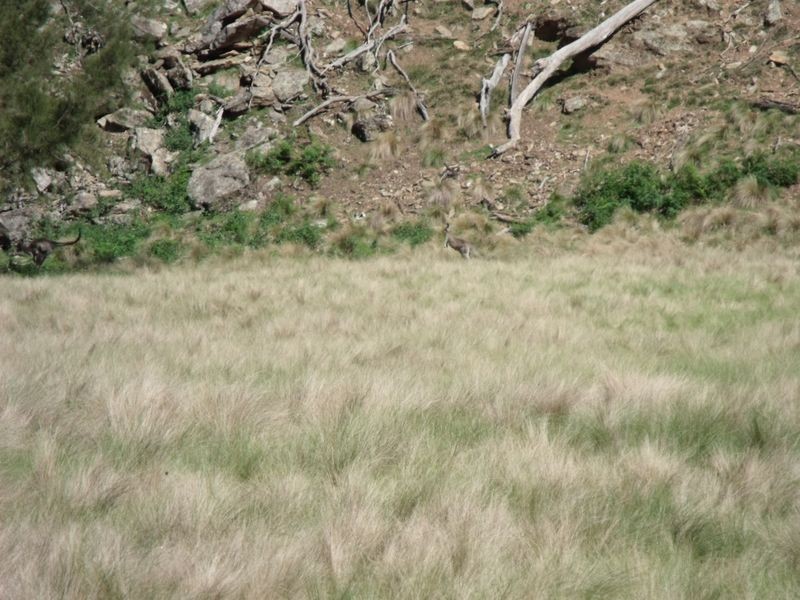 Larapinta  Tee Tree Road, Lyndhurst NSW 2797