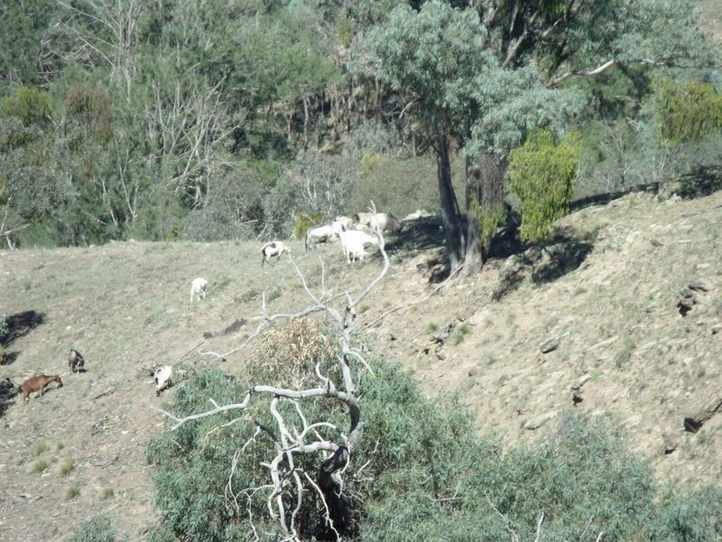 Larapinta  Tee Tree Road, Lyndhurst NSW 2797