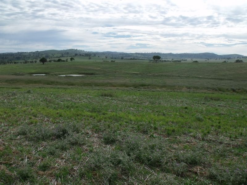 L 4 – 594 Pinemount Road, Cowra NSW 2794