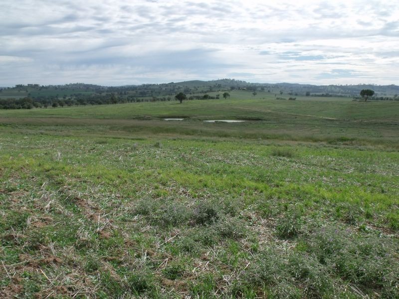 Glenville Pinemount Road, Cowra NSW 2794