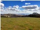 Black Pine Clements Road, Woodstock NSW 2793