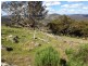 Black Pine Clements Road, Woodstock NSW 2793