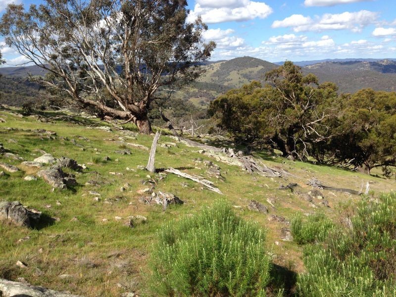 Black Pine Clements Road, Woodstock NSW 2793