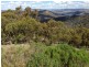 Black Pine Clements Road, Woodstock NSW 2793
