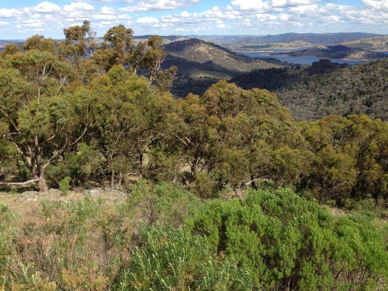 Black Pine Clements Road, Woodstock NSW 2793